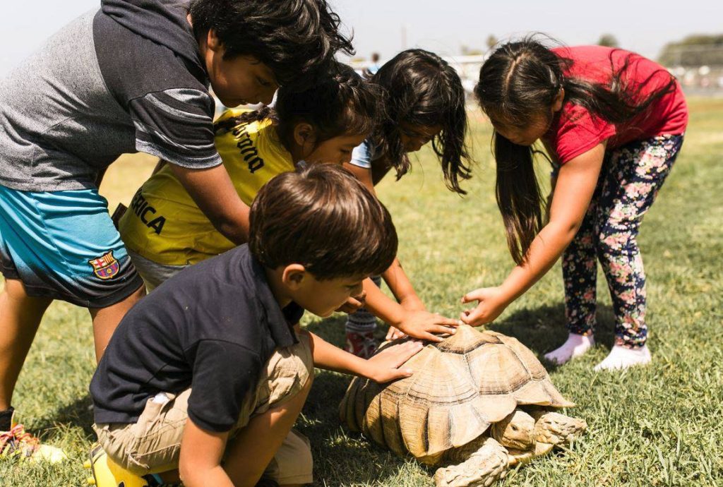 Children petting a large tortoise
