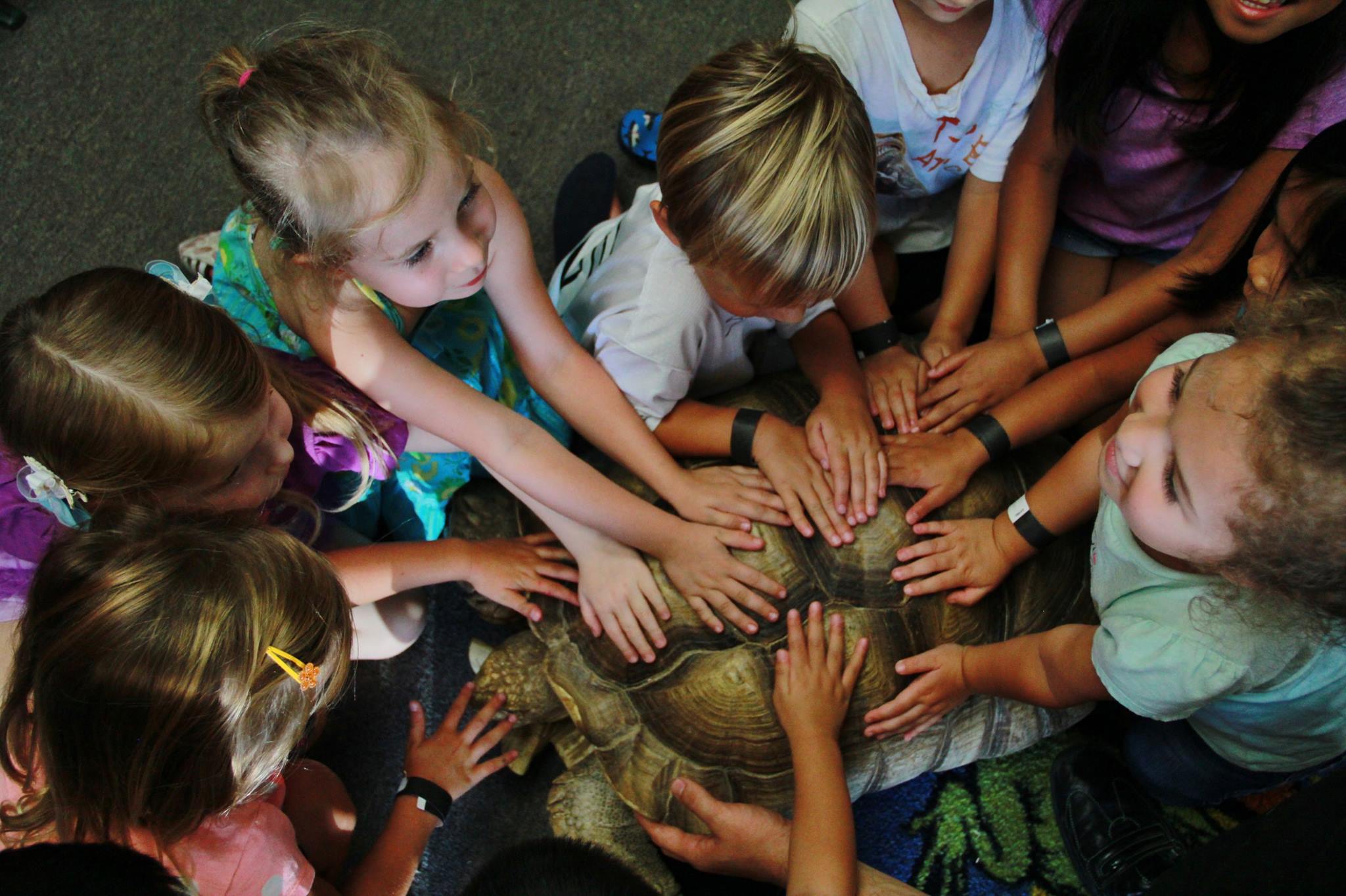Children touching a large tortoise