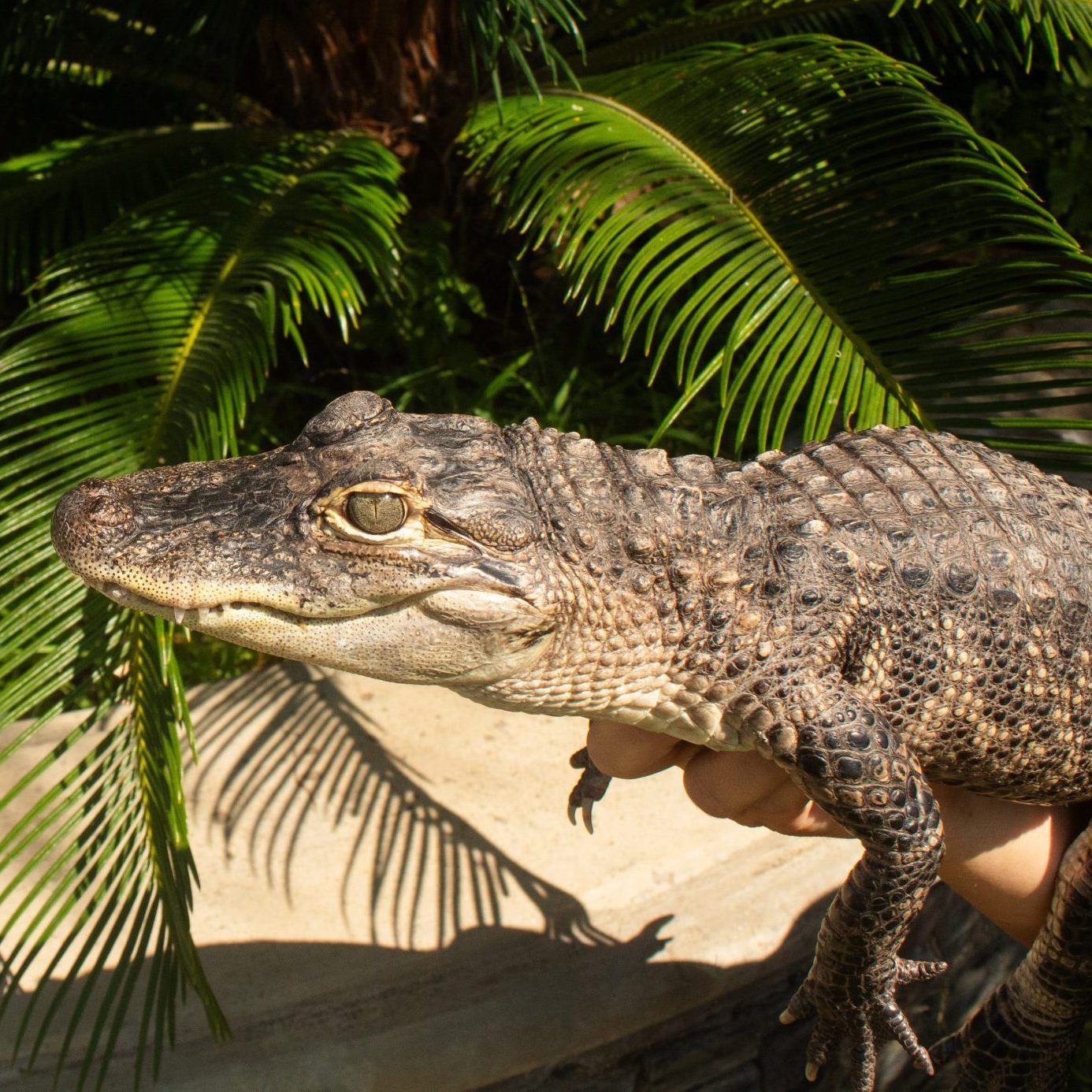 An Alligator being held up in front of foliage