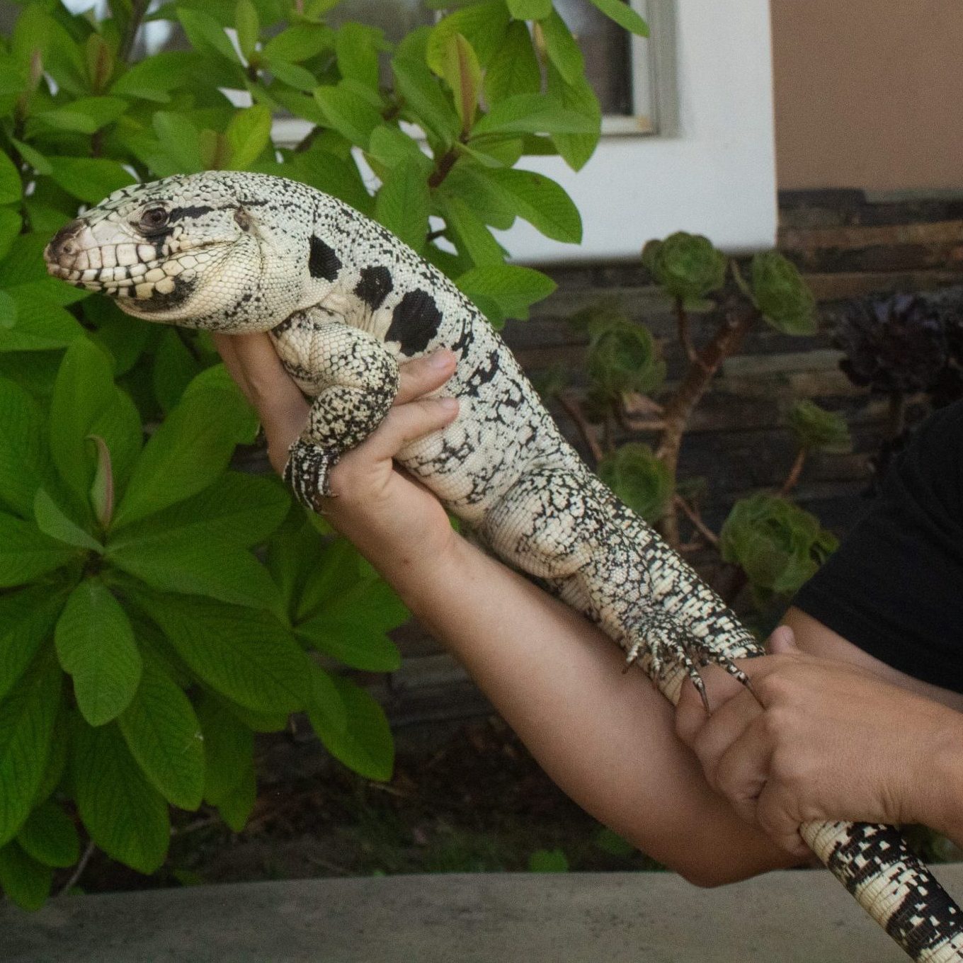 An Argentine Tegu being held up in front of foliage