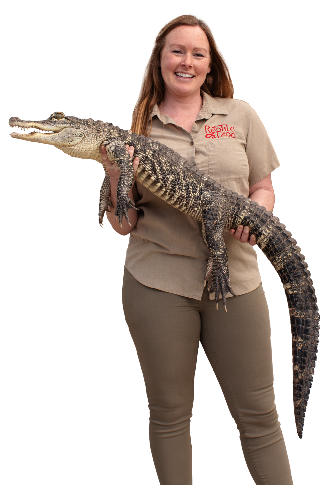 A Reptile Zoo employee holding an Alligator